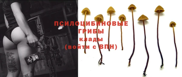 прущие грибы Осташков